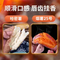 新鲜现挖软糯香甜白心冰糖哈密薯/正宗烟薯25号