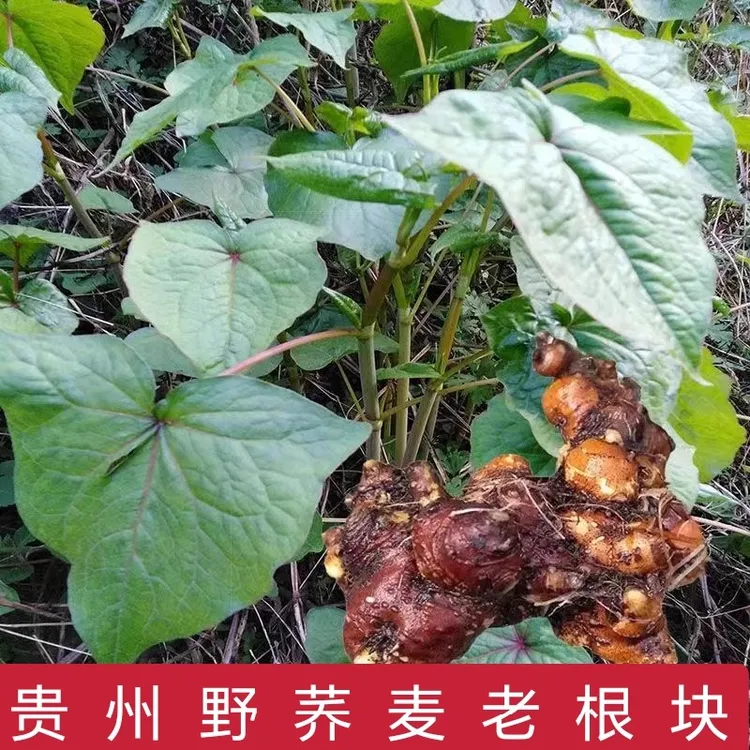 野荞麦苦荞头鲜荞麦根野南荞根小儿开胃汤包新鲜干货可煲汤中药材