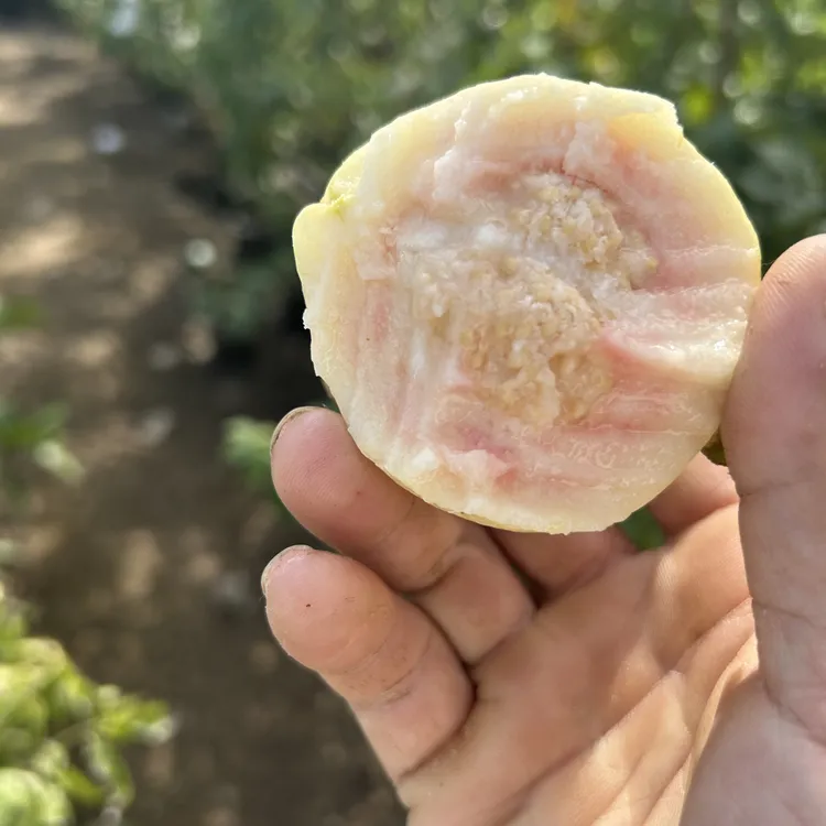 胭脂红番石榴果树苗，带土带叶顺丰包邮