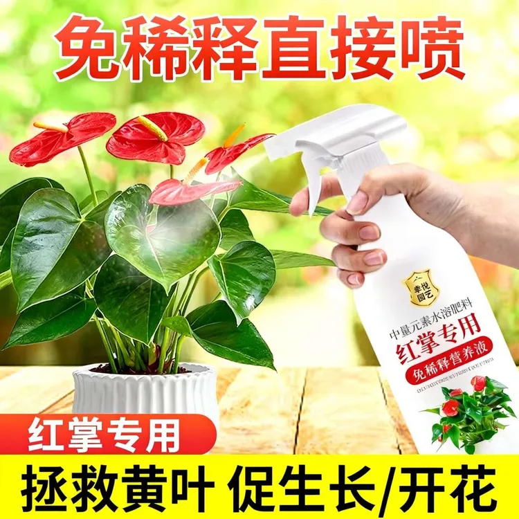 红掌专用免稀释营养液水培开花肥红掌专用肥白掌肥料液体叶面肥料