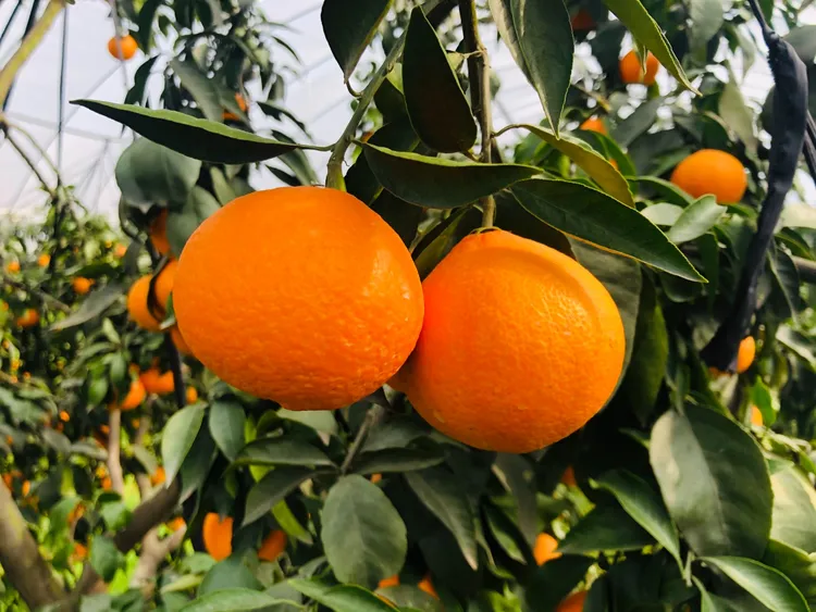 正宗【红美人】自家果园现摘现发，细嫩化渣中通包邮到家