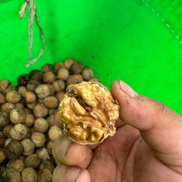 新鲜去青皮薄皮湿核桃清香脆甜口感饱满