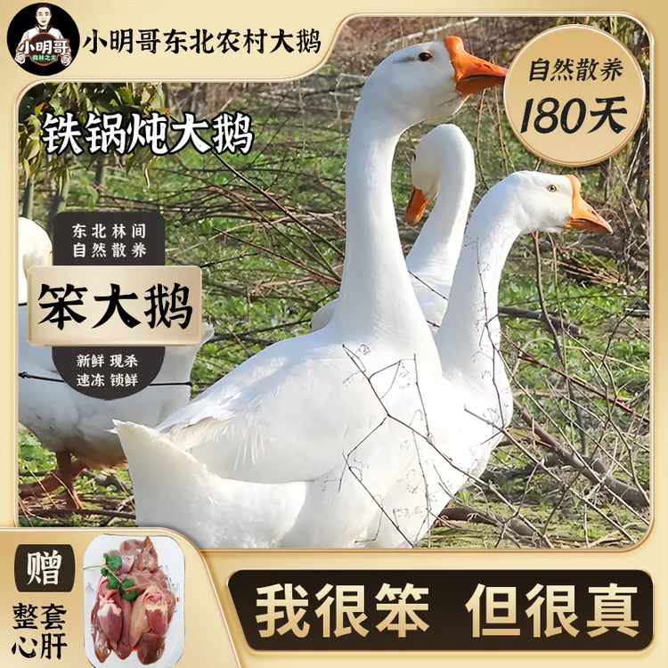 【东北农村散养笨大鹅】三花大鹅整只8斤左右赠心肝生鲜冷链包邮