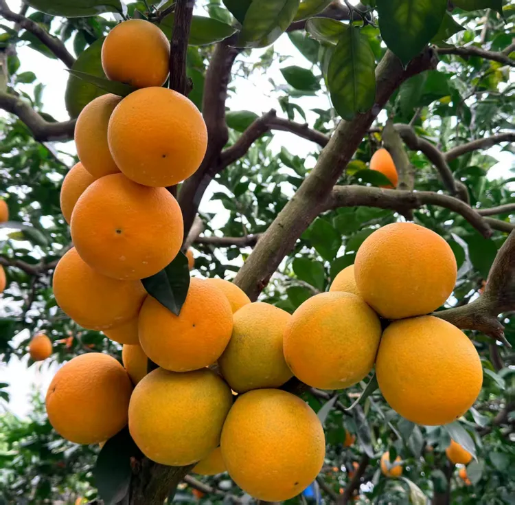 奉节脐橙新鲜采摘果园直发