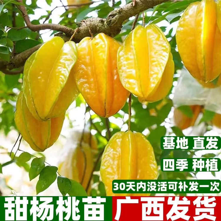 甜杨桃树苗纯甜杨嫁接苗四季种植结果可地栽盆栽当年结果四季种植