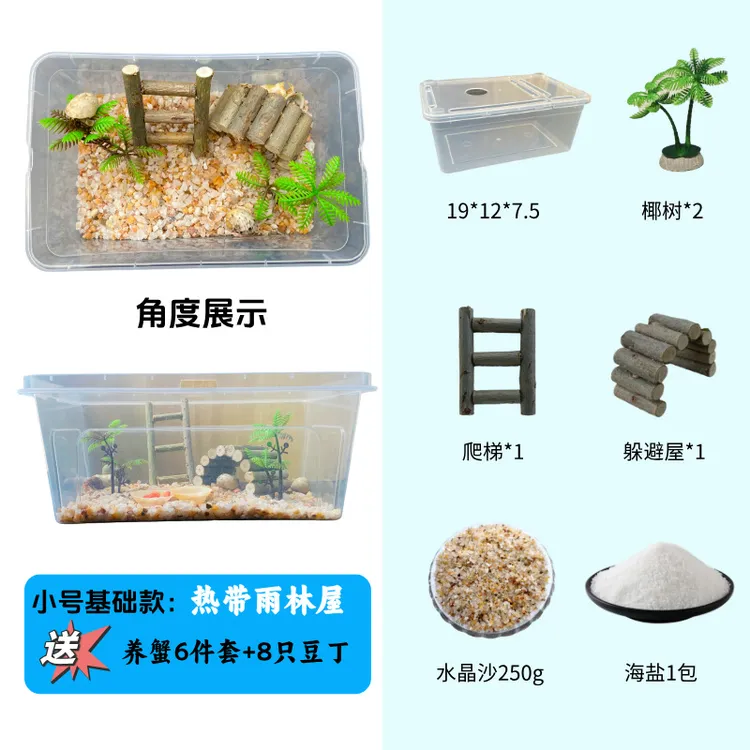 小号寄居蟹新手套盒热带雨林8只包活5只