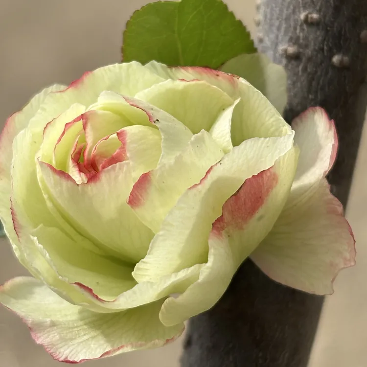 重瓣大花渐变粉原生海棠大花彩玉海棠各品种海棠混合红粉绿白花色