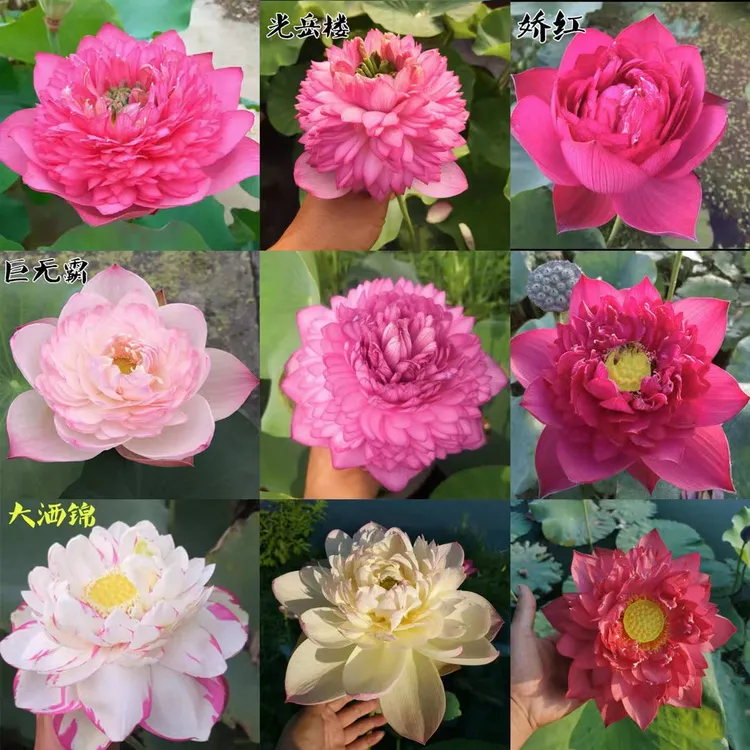 观赏荷花碗莲种藕中大型正品苗庭院池塘水生植物盆栽莲花睡莲花苗