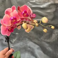 鲜花《小桔灯》蝴蝶兰云南源头基地直发