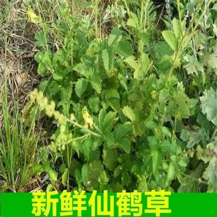 四川新鲜医用仙鹤草龙芽草马兰草脱力香草晒干带根蝎子草图片