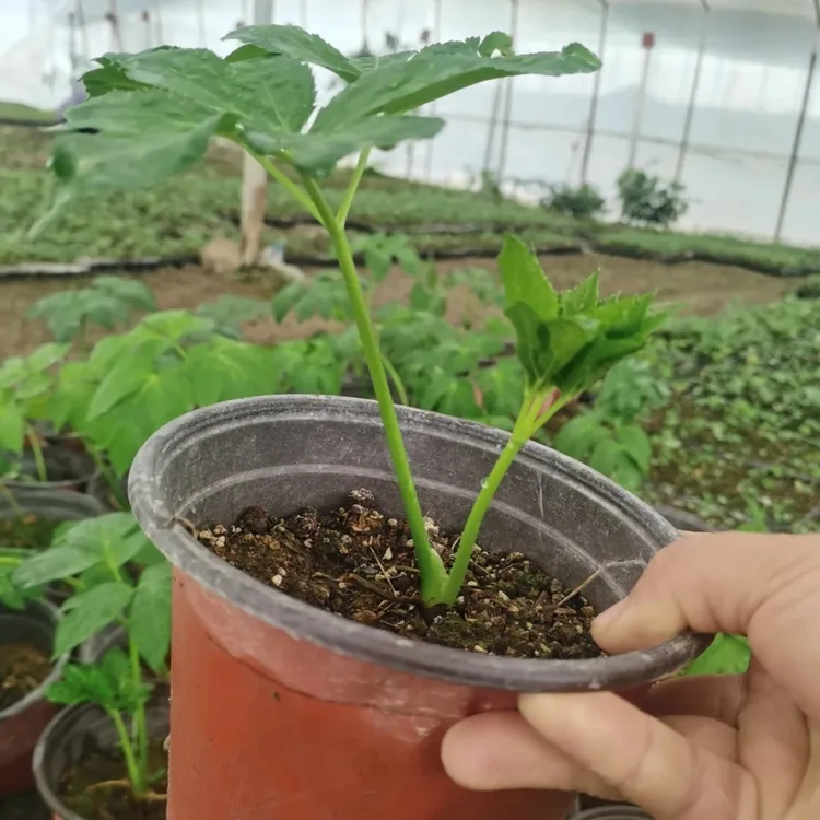 强精草咸草长寿草神仙草连盆带土阳台小院地栽庭院种植四季可种