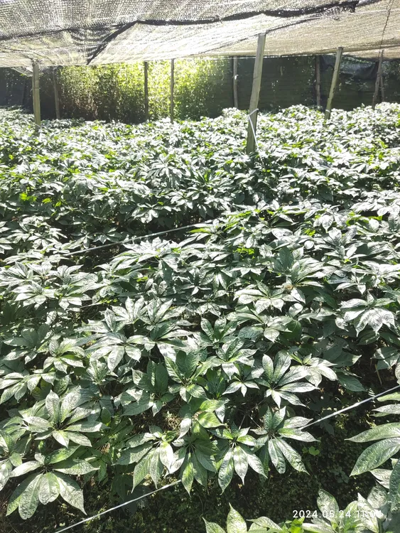正宗云南文山三七农产品，默认发整个，三七打粉（备注图片）。中药