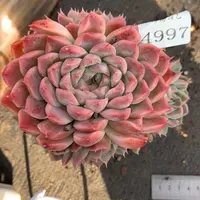 4997杂交多肉老桩