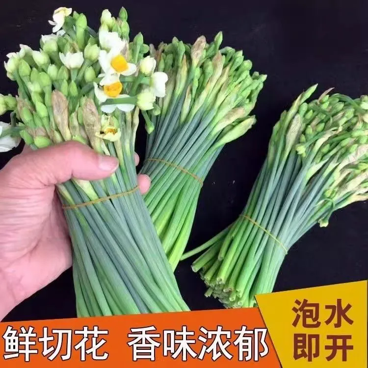 水仙花水养鲜切花水培盆栽花卉耐寒室内植物养活