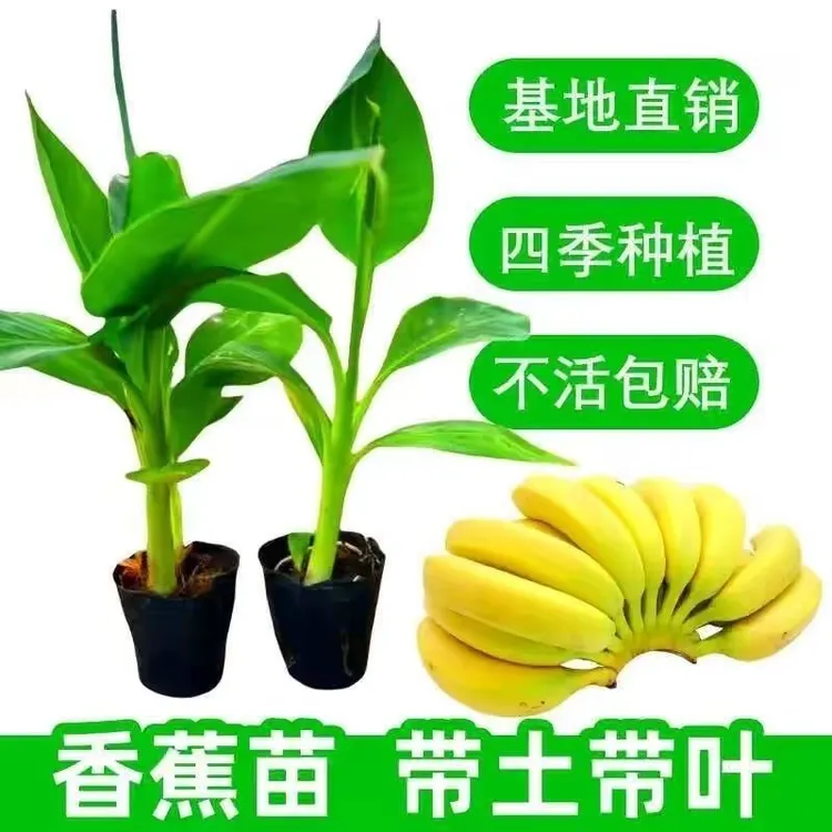 广西正宗矮化香蕉王粉蕉芭蕉红香蕉小米蕉苹果蕉庭院种植当年结果