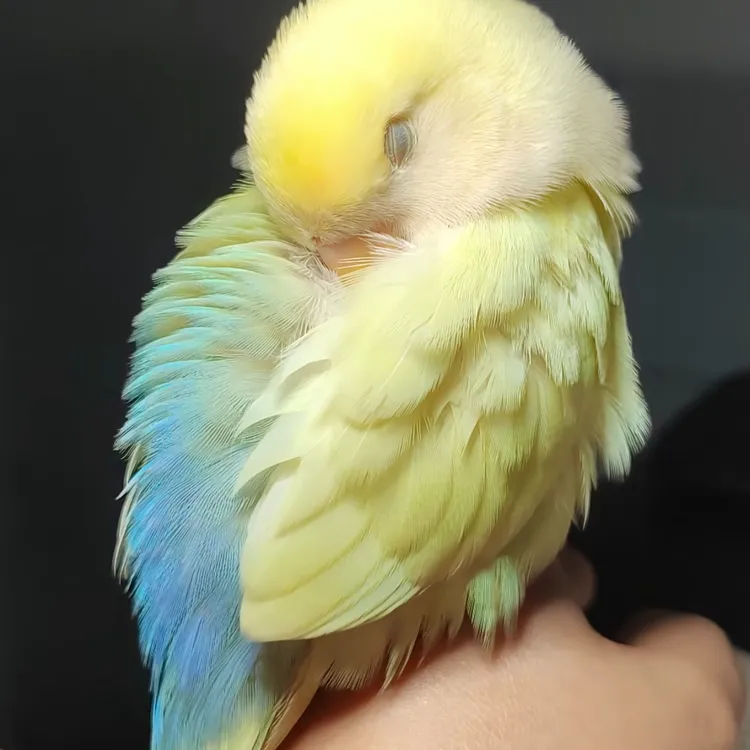 手养可爱亲人牡丹鹦鹉半毛雏鸟