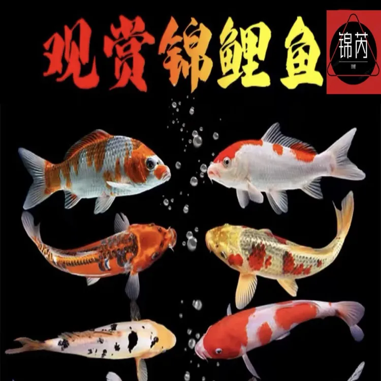 精品纯种锦鲤观赏鱼红白冷水大正三色鲤鱼好养耐活