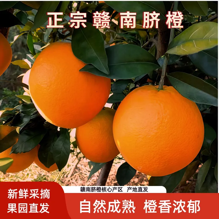 正宗赣南脐橙江西赣州安远甜橙10斤20斤5斤包邮新鲜水果产地直发