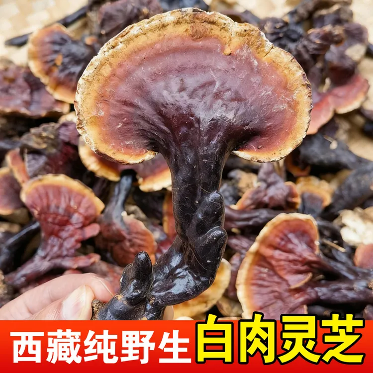 西藏金边灵芝波密白肉灵芝西藏正宗整枝灵芝西藏野生小灵芝