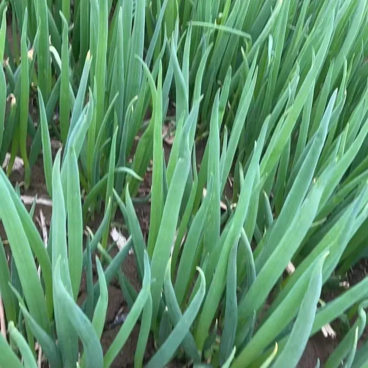 东北小葱沾酱小葱绿叶葱