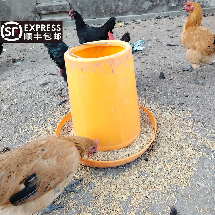 【丰盛养殖场】铺前村土鸡走地鸡散养山地鸡喂稻谷玉米粗粮顺丰包邮