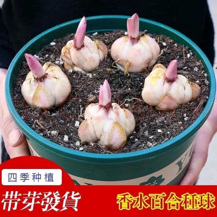 重瓣百合花种球百合种球带根芽庭院阳台花卉浓香型养死包赔
