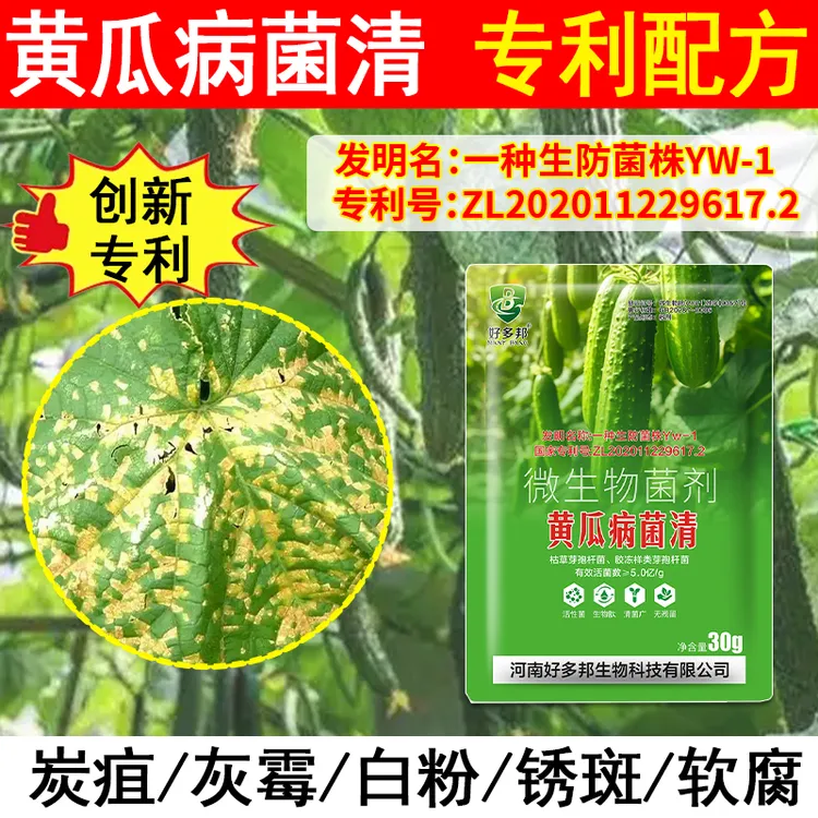 黄瓜病菌清专利生防菌技术黄瓜炭疽角靶靶斑黄叶青枯微生物菌剂