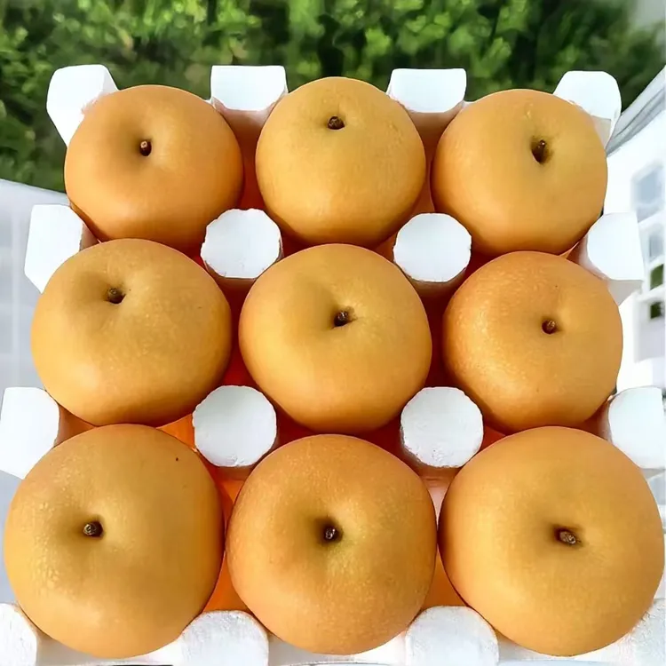 正宗山东秋月梨真秋月礼盒冰糖梨应季产地直发当季新鲜水果礼盒装商品图
