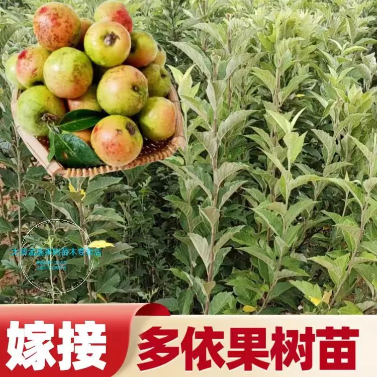 嫁接多依渣子果树苗带土发货南北方种植当年开花结果孕妇水果树苗