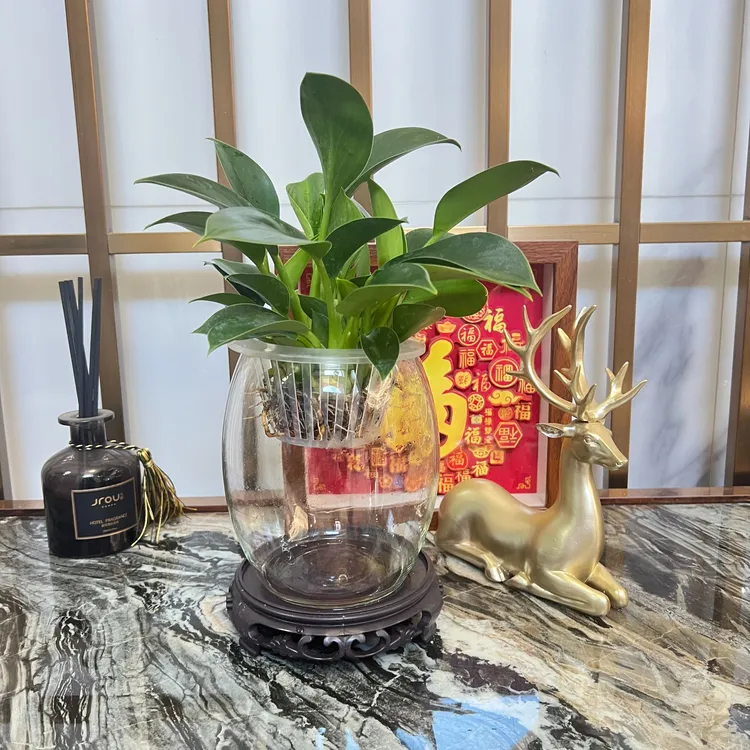 四季常绿金钻绿绒，花盆随机绿植