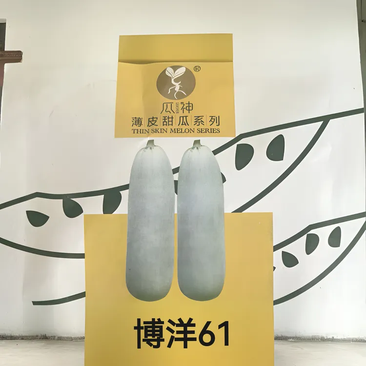 【单县进才种苗专属】博洋61号甜瓜【亩产8000-10000斤】季节产地