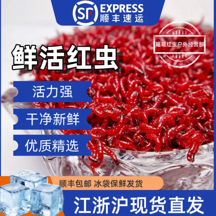 鲜红虫大号公虫活饵喂鱼饵拉饵鲫鱼野钓饵料钓鱼营养鱼饵