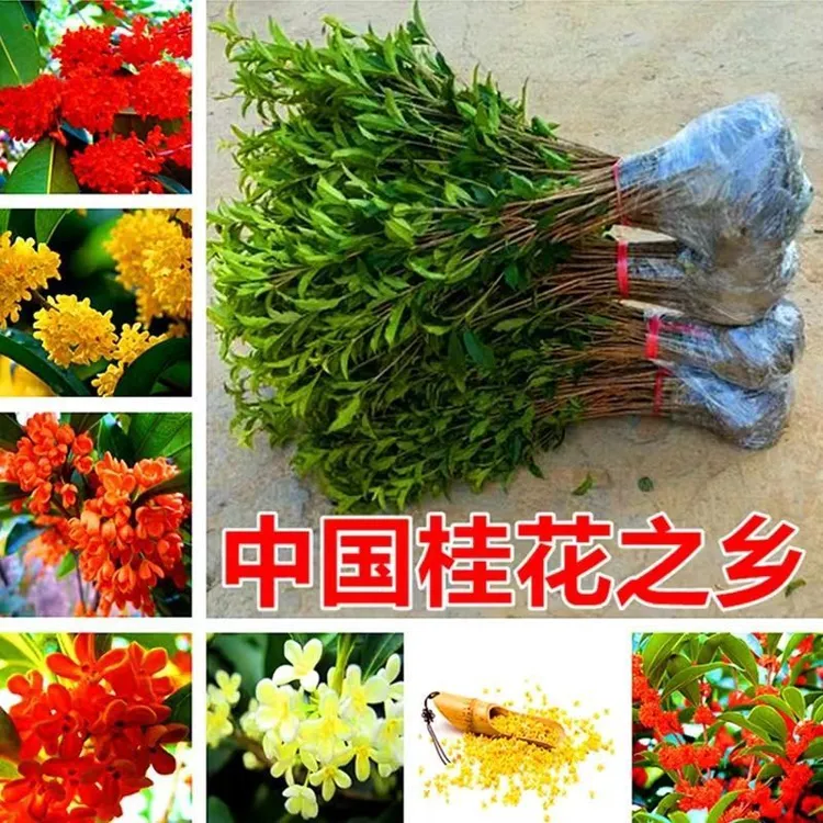 桂花树苗盆栽金桂丹桂四季桂阳台花卉庭院绿植