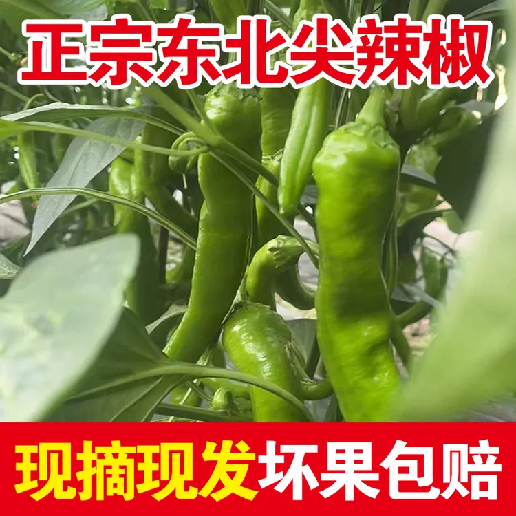 东北尖椒绿皮辣椒青辣椒新鲜蔬菜微辣中辣不辣黑土地农家特产鲜摘