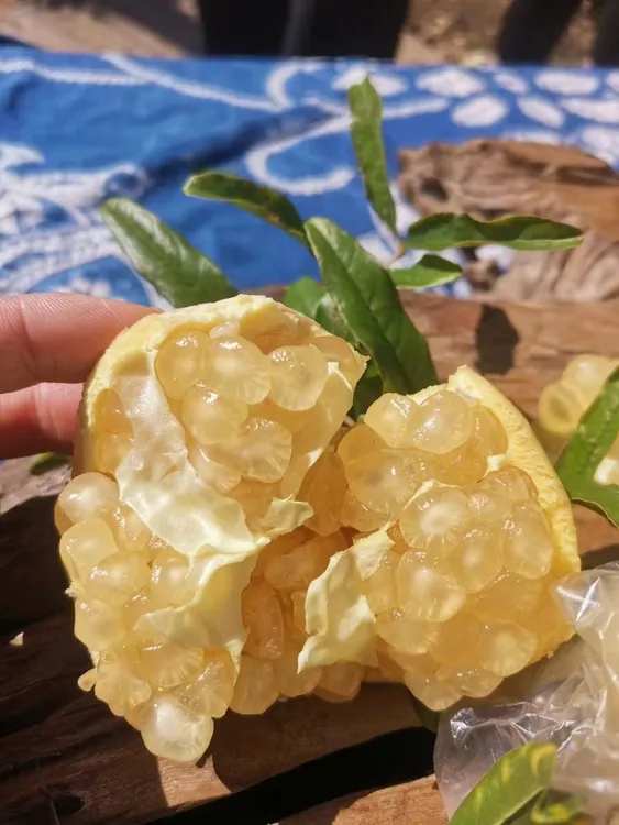 多汁皮薄皖榴一号怀远白花玉石籽石榴树上现摘