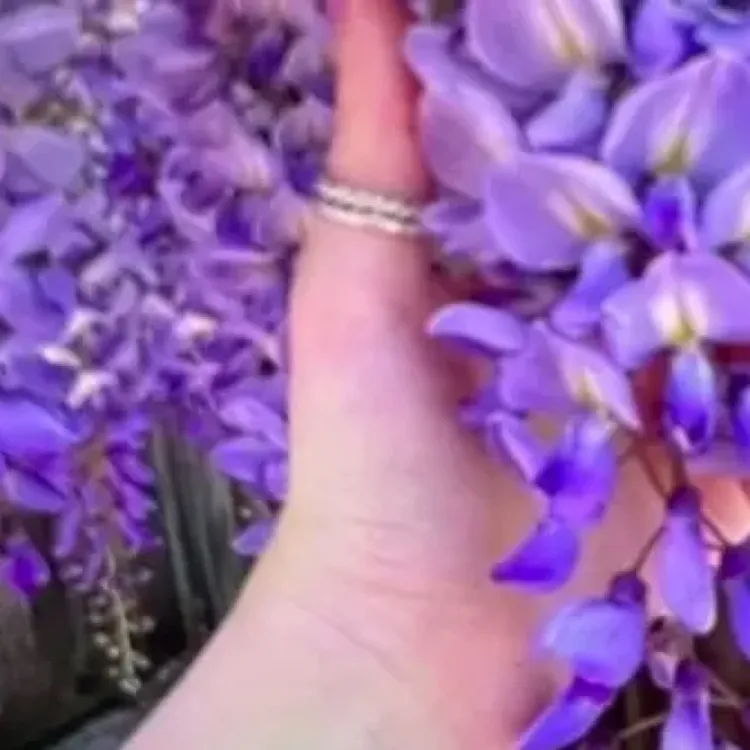 长穗花紫藤花卉盆栽四季盆栽耐寒适合室内外种植庭院别墅凉亭造景