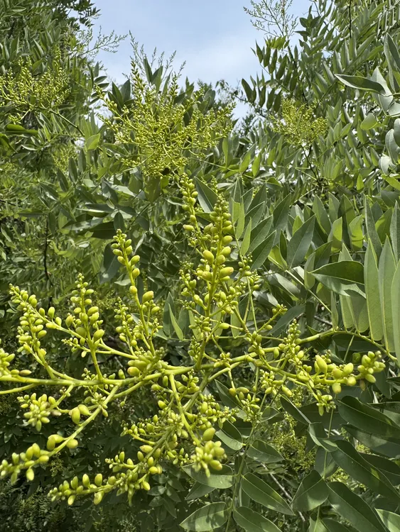 2025伏牛山头茬槐米拍一发二