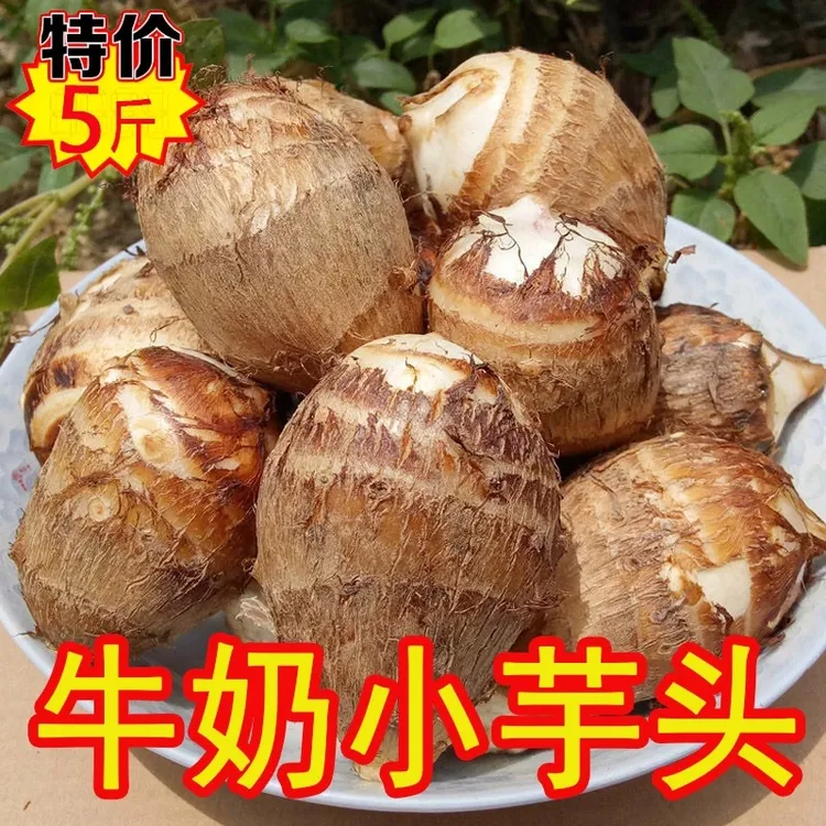 山东牛奶芋头新鲜现挖小毛芋头软糯香滑农产品芋艿蔬菜小香芋头