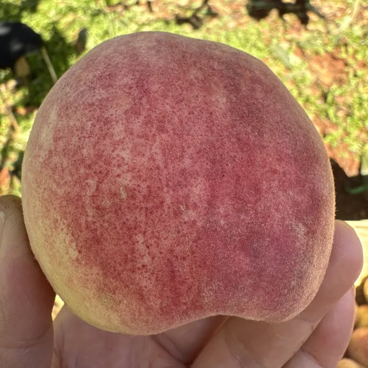 云南高山营养甜脆冬桃