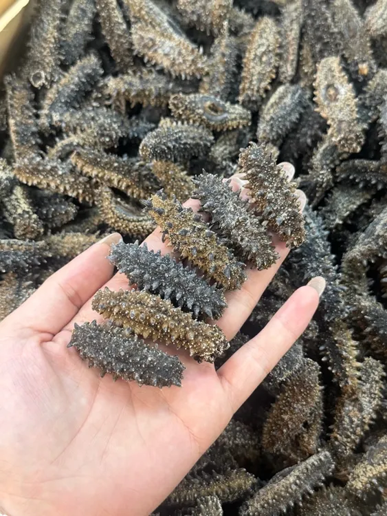 野生关东参（泡发完颜色偏浅 ）