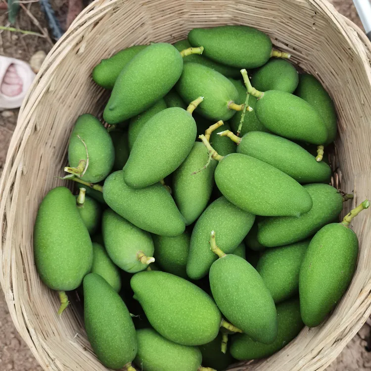云南临沧酸酸芒果永德直发三年芒青芒整箱批发