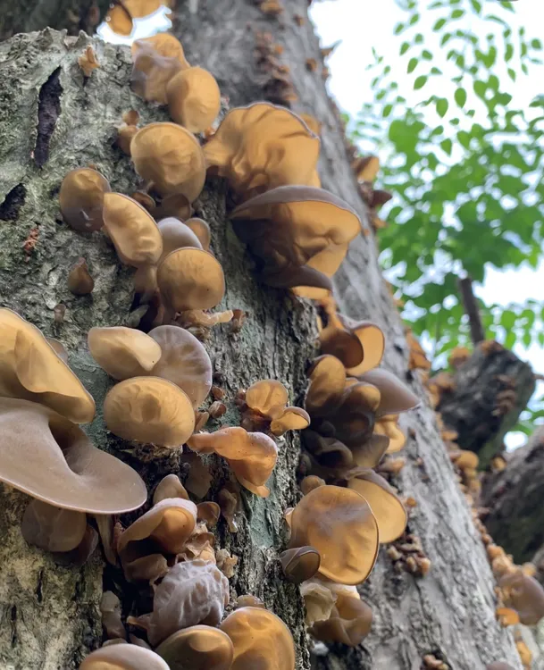 米乐贝贝～东北长白山椴木黑木耳自然生长食用菌