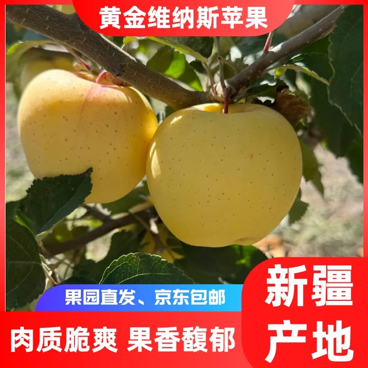 【京东发货】新疆伊犁维纳斯黄金苹果应季水果京东