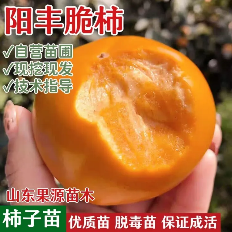 柿子苗树嫁接日本阳丰脆甜柿子树苗无核脆柿子树果苗庭院地栽果树
