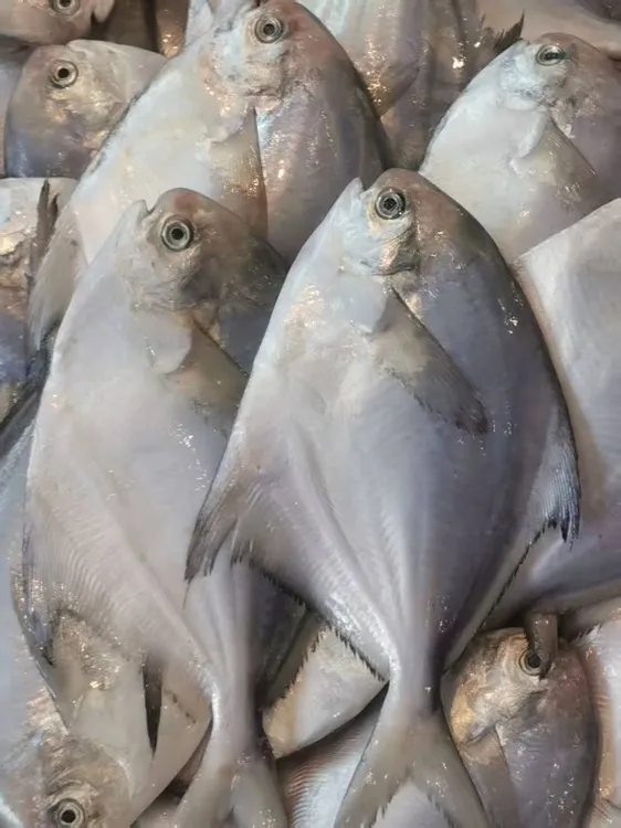 渤海湾本地正宗野生鲳鱼  顺丰包邮