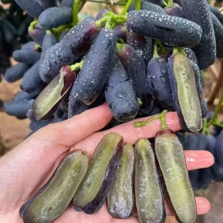 【顺丰包邮】新鲜采摘无籽蓝宝石葡萄脆甜皮薄现摘现发