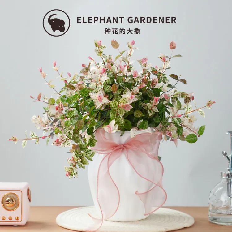 花叶络石绿植盆栽室内净化空气办公室植物盆栽造景盆景