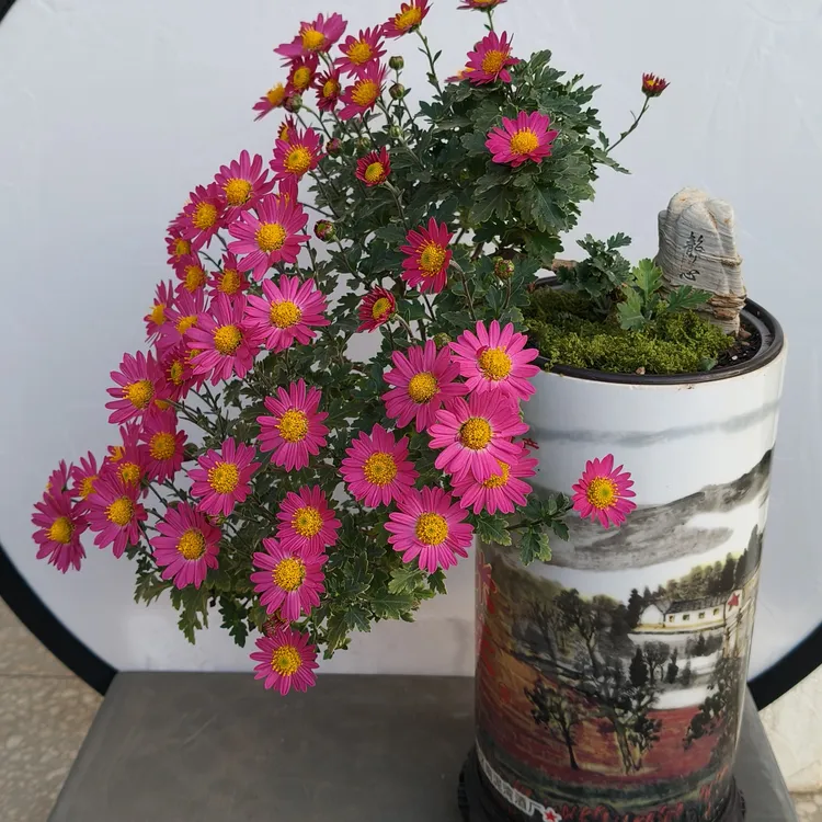 耐寒耐热木本菊花王室内室外生长健壮