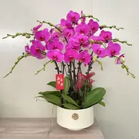 《恭喜发财》3.5寸大杯精品蝴蝶兰 好养耐养 花色娇艳 室内花卉