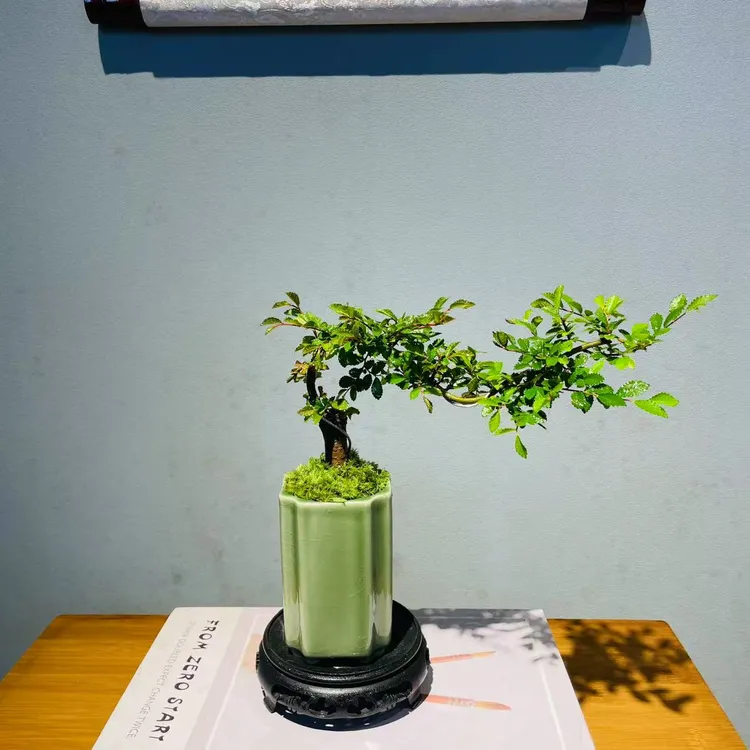 ZF青瓷圆头和尚短叶君子兰